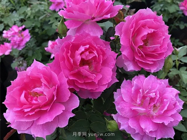 耐曬耐熱花型飽滿，7月適合養(yǎng)的4個(gè)月季品種推薦(圖3)