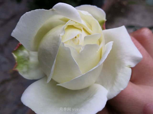 伊芙白法師伯爵月季的優(yōu)缺點(diǎn)是什么？(圖1)