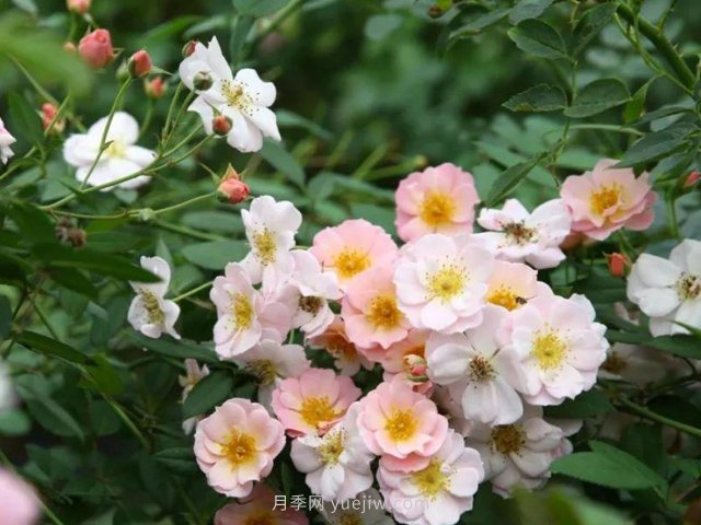 養(yǎng)賣花姑娘月季，花朵粉嫩可愛，留一個(gè)美麗(圖1)