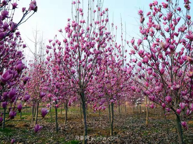 南陽玉蘭花養(yǎng)殖技術(shù)(圖1)