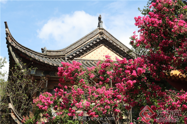 昆明300年古樹(shù)紫薇盛夏綻放花景美(圖4)