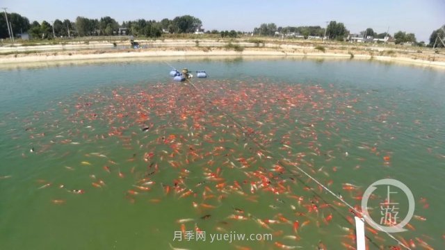 南陽(yáng)鎮(zhèn)平：“中國(guó)錦鯉**村”的三代養(yǎng)魚(yú)人(圖1)