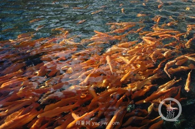 南陽(yáng)鎮(zhèn)平：“中國(guó)錦鯉**村”的三代養(yǎng)魚(yú)人(圖4)