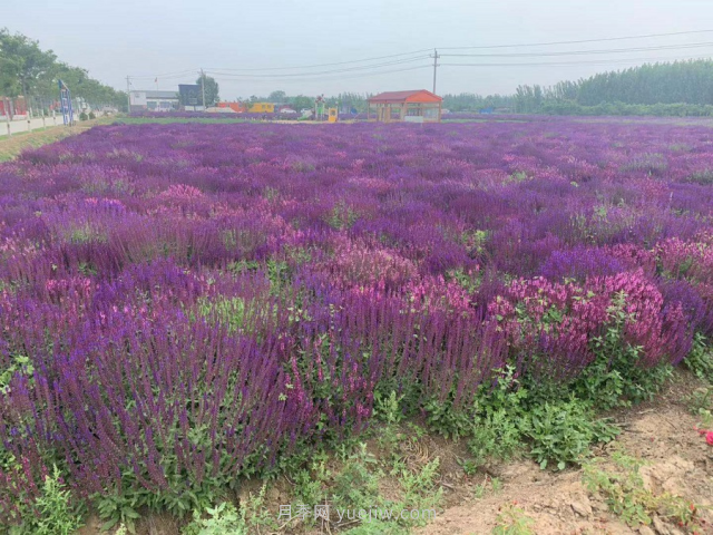 聊城芳香文化博覽園，鄉(xiāng)村振興巾幗示范基地(圖4)