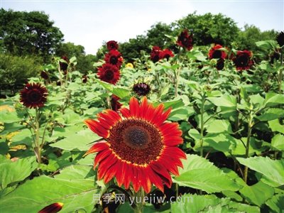 2021年鄭州植物園向日葵花展，6萬余株葵花向陽而開(圖1)