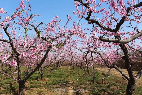 各地賞花經(jīng)濟(jì)興起，這些月季苗木又火了一把(圖1)