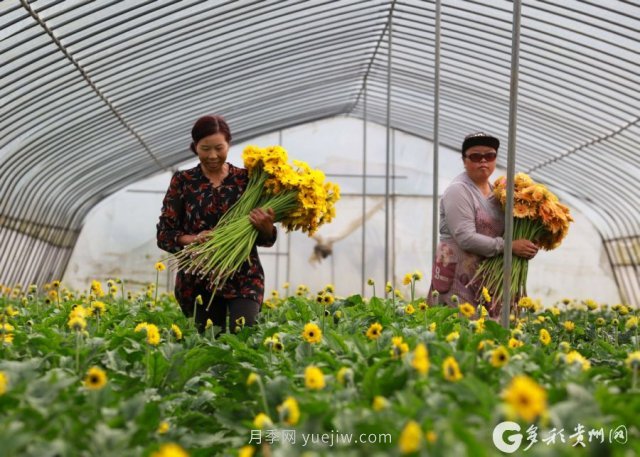 貴州黔西：發(fā)展鮮花產(chǎn)業(yè) 助力鄉(xiāng)村振興(圖1)