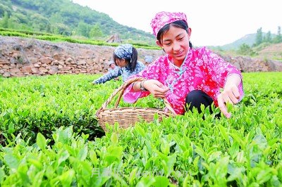 蘭陵鄉(xiāng)村振興：廣袤田間鋪展多彩畫(huà)卷(圖1)