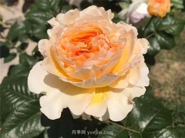 夏天隨便養(yǎng)，20個(gè)不怕熱的耐熱月季品種推薦(圖4)