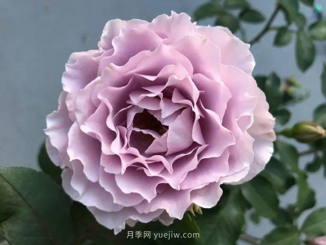 夏天隨便養(yǎng)，20個(gè)不怕熱的耐熱月季品種推薦(圖12)