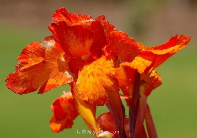 城市河道治理中常用的挺水植物(圖7)