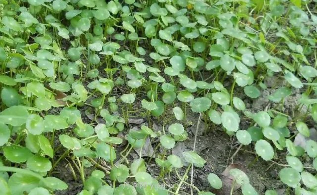 城市河道治理中常用的浮水植物(圖1)