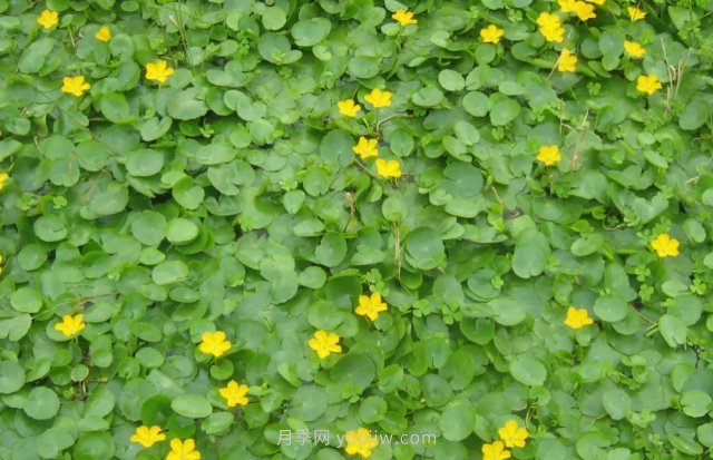 城市河道治理中常用的浮葉植物(圖3)