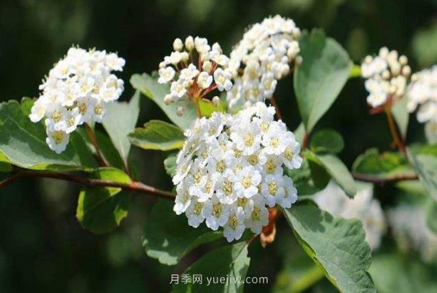 北方常見的16種護(hù)坡植物(圖1)