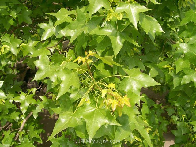 元寶楓的圖片特點和種植養(yǎng)護(圖1)