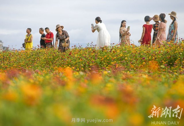 永州道縣悅游花海 百日菊進(jìn)入盛花期(圖3)