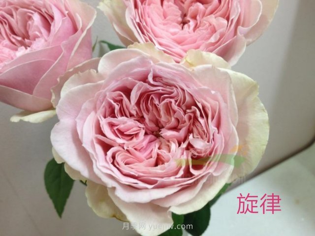 花型漂亮，8個(gè)友禪系列月季推薦(圖3)