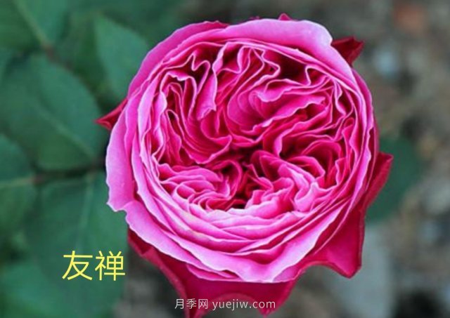 花型漂亮，8個(gè)友禪系列月季推薦(圖1)