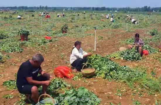 社旗縣青豆豆變金豆豆 帶動村民致富(圖1)