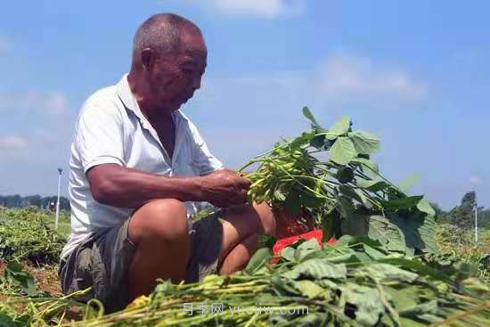 社旗縣青豆豆變金豆豆 帶動村民致富(圖2)