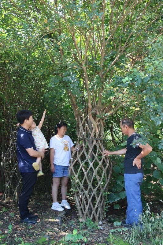 南陽西峽：紫薇花瓶樹 增收新亮點(圖1)