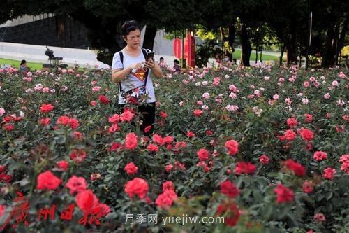 廣州花城廣場月季花海爭奇斗艷(圖5)