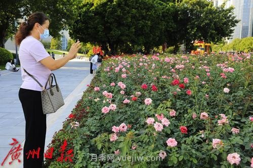 廣州花城廣場月季花海爭奇斗艷(圖7)