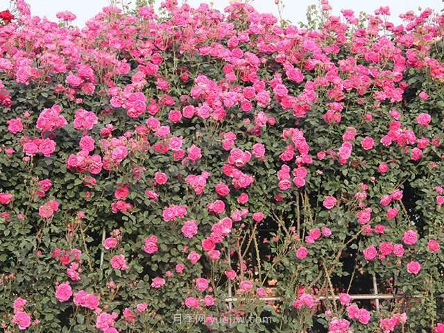 推薦3種爬藤月季，花園里輕松打造漂亮花墻(圖2)