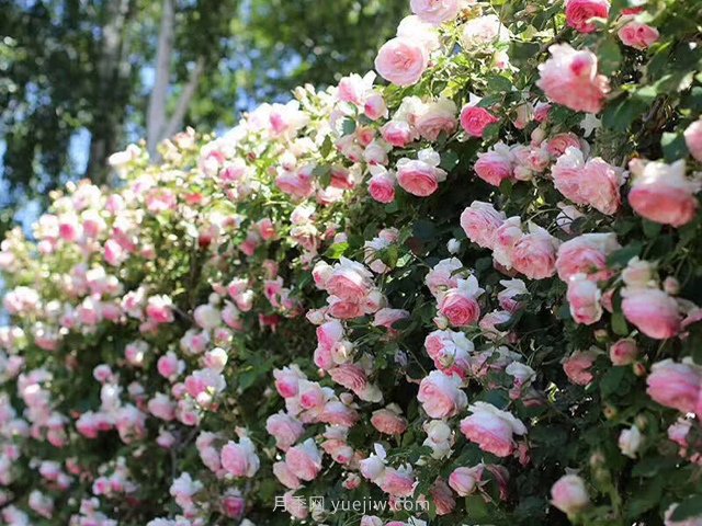 推薦3種爬藤月季，花園里輕松打造漂亮花墻(圖4)