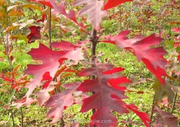 娜塔櫟如何種植養(yǎng)護(hù)？成為城市彩色行道樹(圖2)