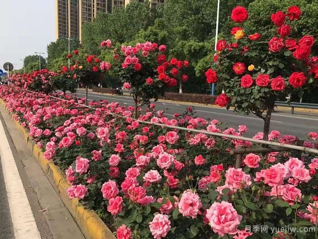 雨季園林綠化工程實(shí)施方法與措施(圖1)