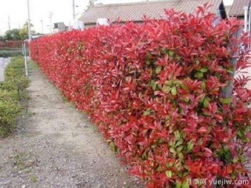 如何種植紅葉石楠？紅葉石楠種植技術(shù)