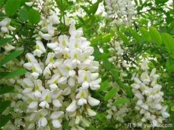 槐花是國(guó)槐開(kāi)的花嗎？能不能吃？