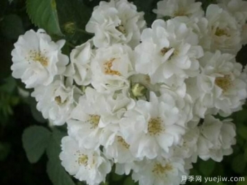 八大薔薇花品種圖片大全