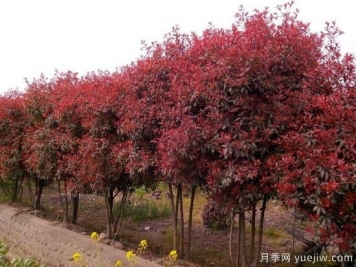 如何防止紅葉石楠樹枯死？