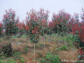 紅葉石楠獨(dú)干苗與球形苗間植培育技術(shù)