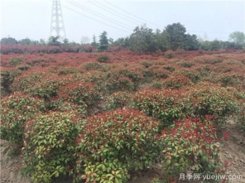 紅葉石楠生長不能一味的通過水分來維持