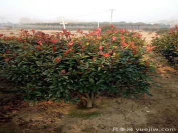 雨季紅葉石楠幼苗倒伏怎么辦？