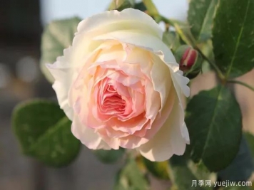 中藥之花系列——月季花