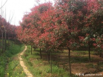 夏季紅葉石楠苗圃雜草不可輕視