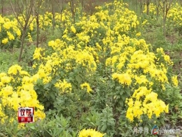 南充儀隴：芭蕉鄉(xiāng)友種植貢菊700畝 朵朵飄香說(shuō)豐收