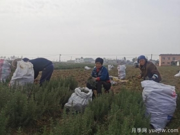 平頂山汝州：種植迷迭香 香飄致富路