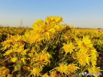 周口商水：小菊花開成鄉(xiāng)村振興“黃金花”