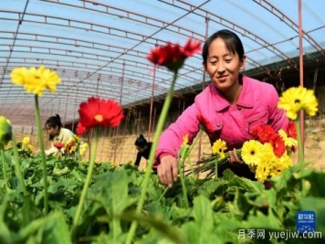 滄州獻(xiàn)縣：冬日大棚鮮花開