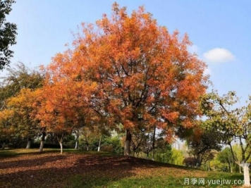 黃連木適合什么地區(qū)種植，北方可以種植嗎？