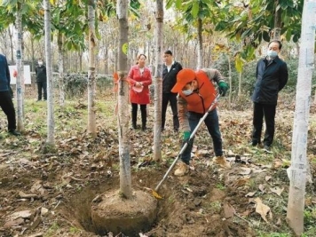 西安周至：小苗木撐起致富增收大產(chǎn)業(yè)播