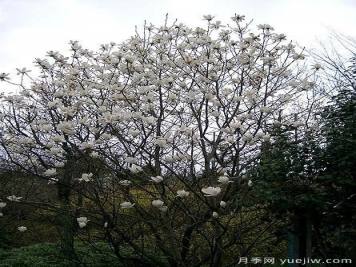 玉蘭三姐妹：中土原生白與紫，北美舶來(lái)洋玉蘭