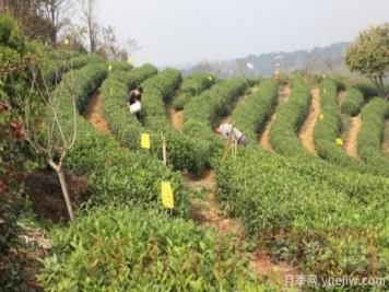 信陽商城：積極創(chuàng)建高山茶標(biāo)準(zhǔn)化生產(chǎn)基地