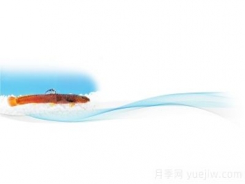 鸛河荷馬條鰍 河南第一個產(chǎn)權(quán)“自己的魚”