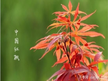 紅楓，4個(gè)紅楓品種是秋日植物里亮麗的風(fēng)景線(xiàn)